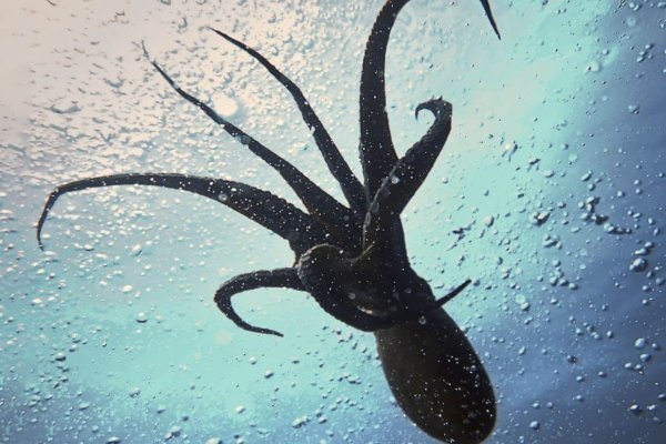 Kraken ссылки актуальные 2025 г