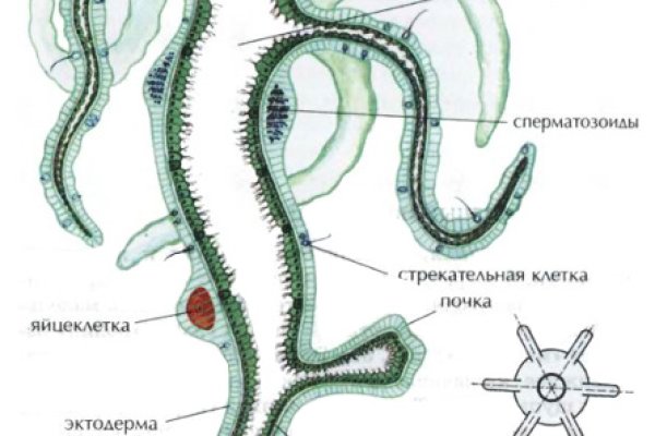 Что такое кракен тор