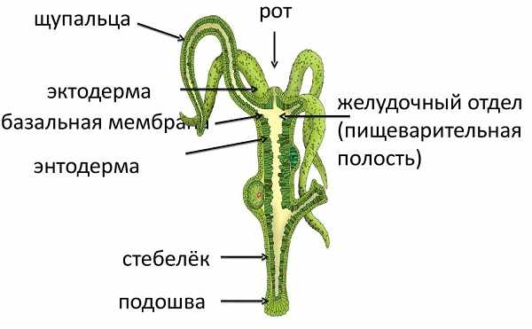 Что за маркетплейс кракен